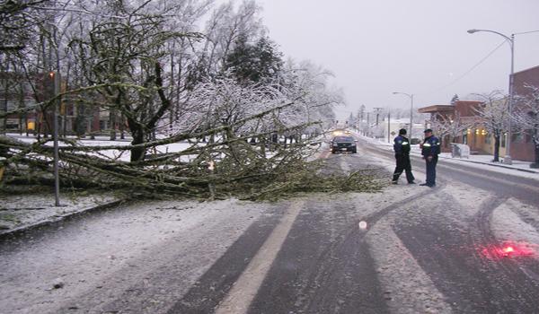 Snow topples tree on Pacific avenue