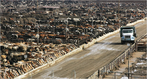 Stand For What You Stand On; The Harsh Reality of Industrial Meat Production and Consumption