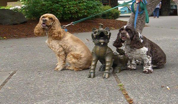 Boxer tail returns to&nbsp;Pacific