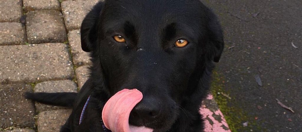 Pets in the Pandemic: How Going Online has Changed Animal Shelters for the&nbsp;Better