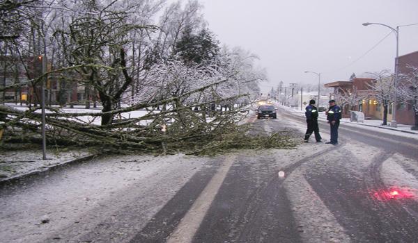 Snow topples tree on Pacific&nbsp;avenue