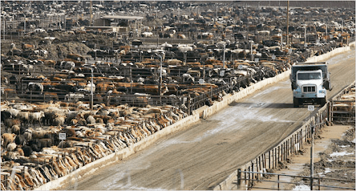 Stand For What You Stand On; The Harsh Reality of Industrial Meat Production and&nbsp;Consumption