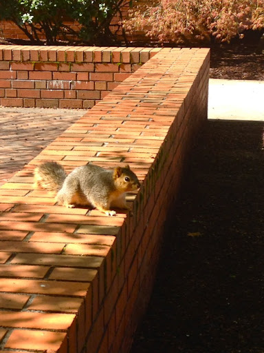 Boxer are Nuts for Squirrels and&nbsp;Raccoons