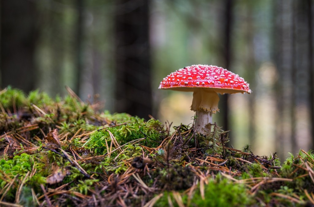 Oregon Becomes First State to Legalize&nbsp;Psilocybin