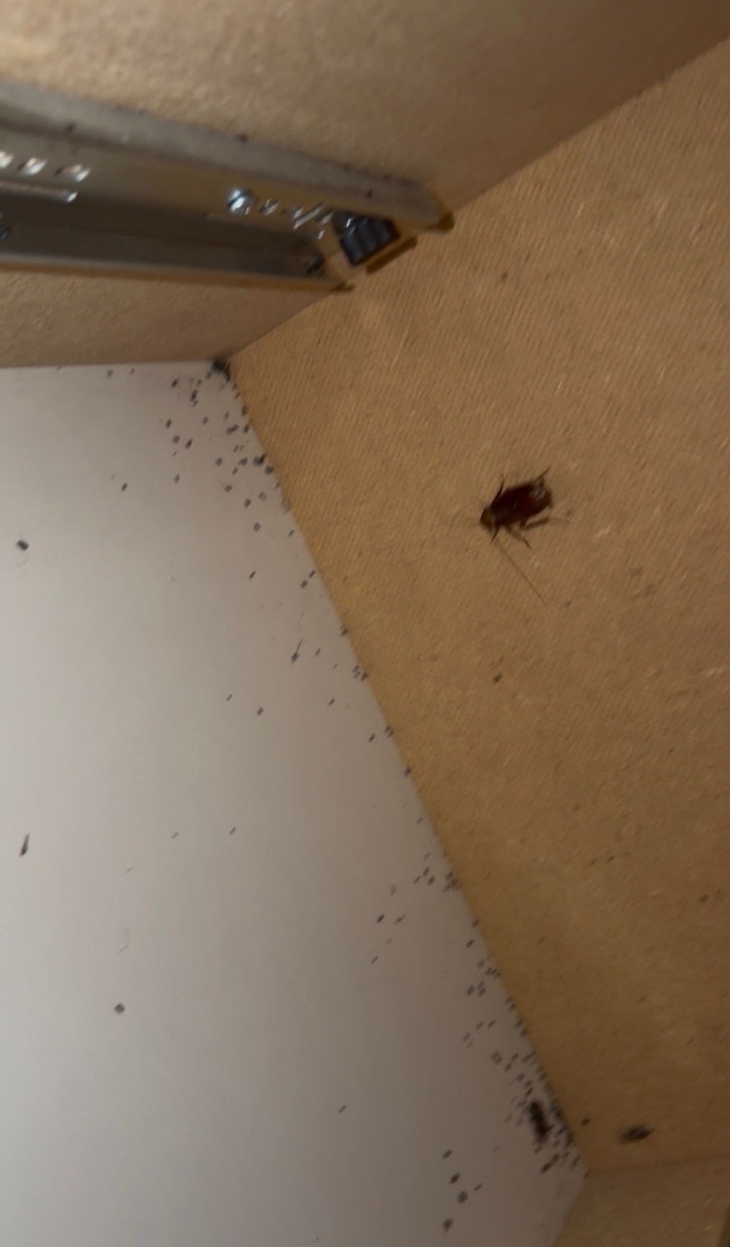 Roaches Take Over&nbsp;McCormick